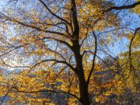 Goldgelb leuchtende Buche im Gegenlicht